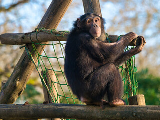 Chimpanzee