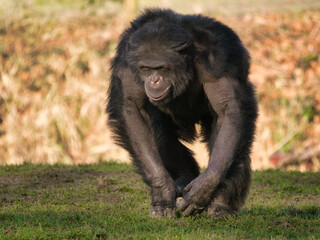 Chimpanzee