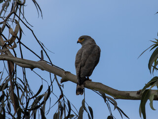 Rupornis Magnirostris