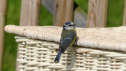 Blue Tit sitting on a basket in UK