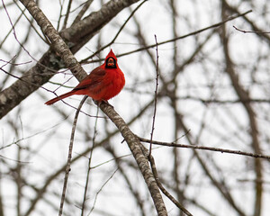 Male Cardinal Singing on Tree Limb