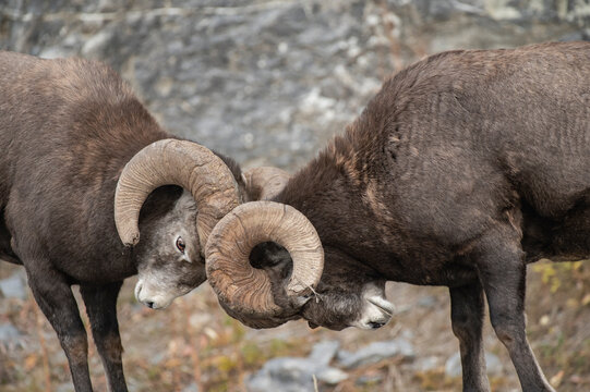 Rocky Mountain Bighorn Sheep Rams (Ovis canadensis) head-butting, Jasper National Park, UNESCO World Heritage Site, Alberta, Canadian Rockies