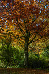 Tree in autumn