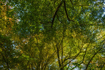 Tree canopy, green leaves from below