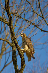 Red Tail Hawk