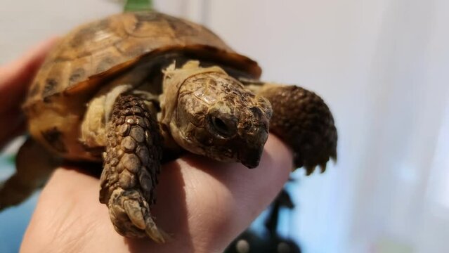 Close-up view of a turtle on a woman's hand, the turtle is moving slowly