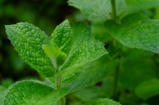 Fresh green peppermint grows in the garden. Peppermint leaves under dew drops.