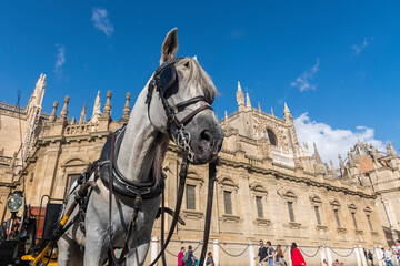 A horse attached to a carriage waiting for tourists in front of Catedral de Sevilla (Seville Cathedral, Seville, Andalucia