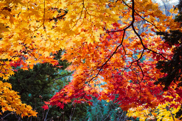 様々な紅葉のイメージ  北海道札幌市