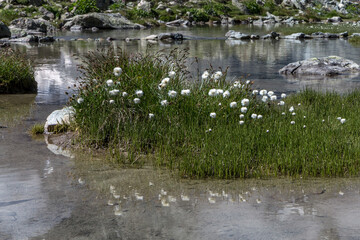Linaigrette  dans le Massif des Ecrins en été , Hautes-Alpes , France