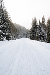 Snow-covered empty road without cars. A road going straight to the mountains. Tall mighty trees are covered with snow. A journey in the wild in winter
