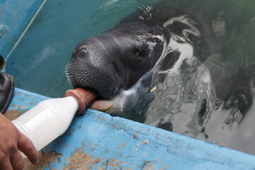 Big grey manatí in the water of the amazonas in Peru is drinking milk from a bottle from a helper...