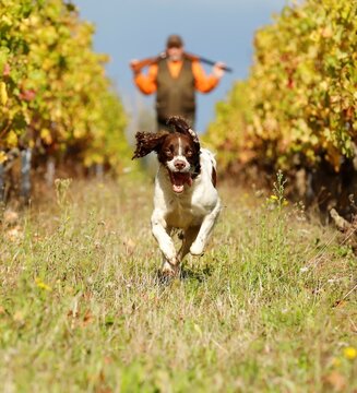Epagneul Fran&ccedil;ais &agrave; la chasse