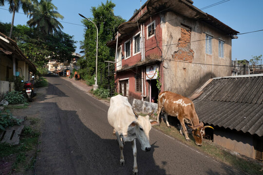Cows wandering freely in the backstreets of Panjim City, Panjim Panaji, Goa, India