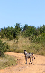 Fototapeta na wymiar Zebra, Pilanesberg