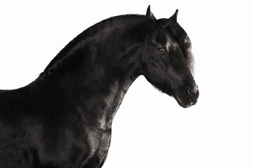 Fototapeta na wymiar Black horse friesian white background