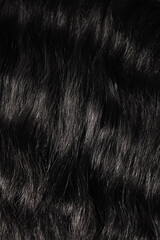 Black horse friesian white background