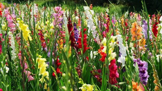 Multicolored gladiola on a beautiful flower field for self picking. Panning close up of colorful flowers. Florist concept in Germany.