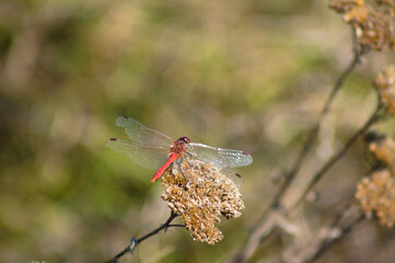 Dragonfly on plant closeup view with blurred background