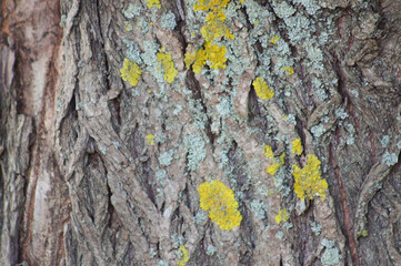 Green moss on the bark closeup view with selective focus on foreground