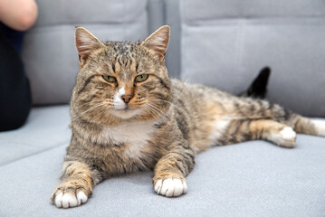 Beautiful cat close-up on the sofa horizontal portrait Pets and pets