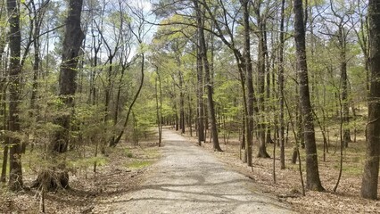 A Forest Walk.