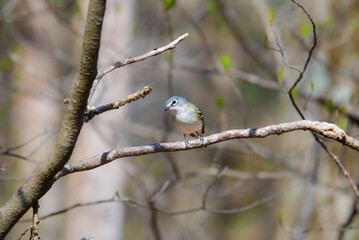 A non-breeding Blue-headed Vireo perching on a tree branch