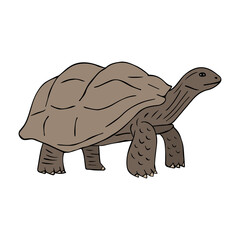 Vector hand drawn doodle sketch colored turtle isolated on white background