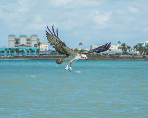 Falcon flying on the beach