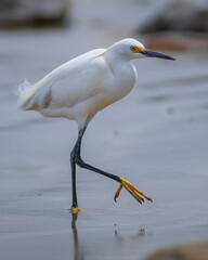Heron walking on the sand