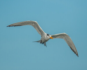 Seagull flying in the sky with open wings