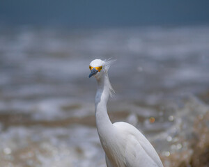 Heron getting wind on the beach