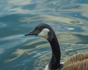 Goose floating in the water