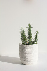 white pot with rosemary on a white background