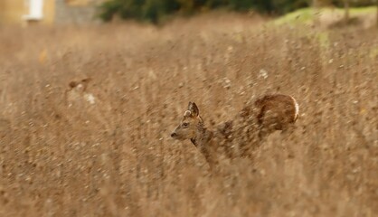 Chevreuil qui s'échappe tranquillement à travers le friche.