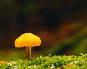 A little mushroom in the woods