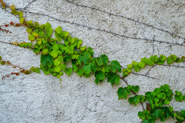 Old stone wall with ivy as background.