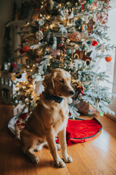 Young Golden retriever puppy sitting in front of Christmas tree