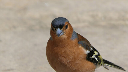 Common chaffinch feeding from the ground