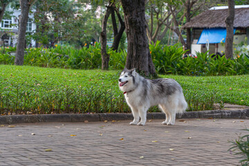 Fluffy Alaskan malamute dog standing at the park