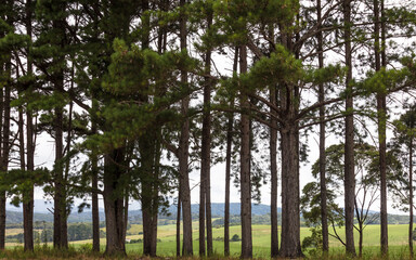 Fototapeta premium Landscape with rural area behind pine trees.