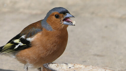 Common chaffinch feeding from the ground
