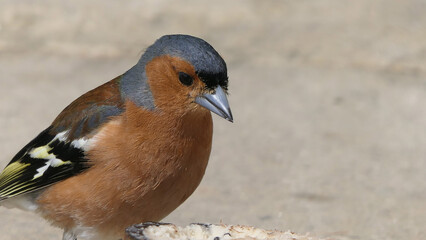 Common chaffinch feeding from the ground
