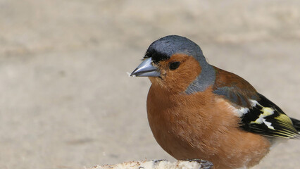 Common chaffinch feeding from the ground