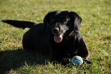 black labrador retriever mix dog happy outside