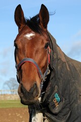 portrait of a bay horse in the field in the winter