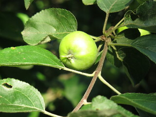 green apples on the branches ripen in the garden in spring