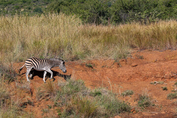 Zebra, Pilanesberg