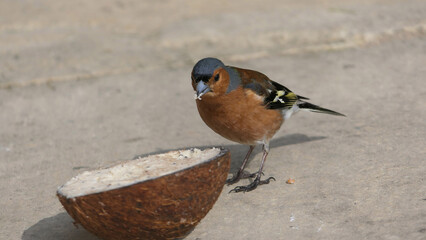 Common chaffinch feeding from the ground