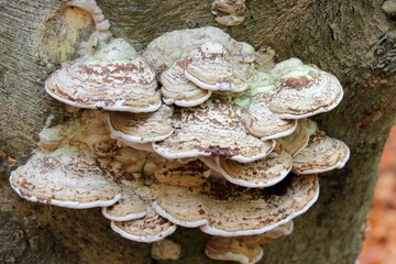 fungus on a tree